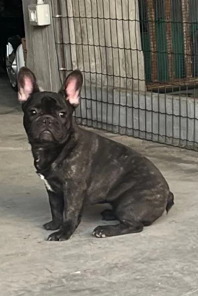 Bouledogue francese  | Foto 1