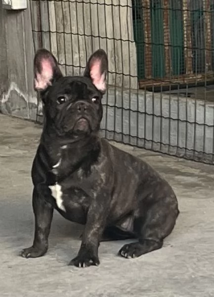 Bouledogue francese  | Foto 0