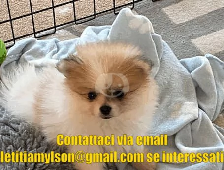 veri minuscoli Pomerania maschi