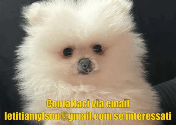 Cuccioli di Pomerania di 11 settimane