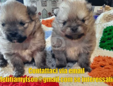 Cuccioli di Pomerania femmina