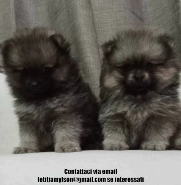 Stupendi cuccioli di Pomerania