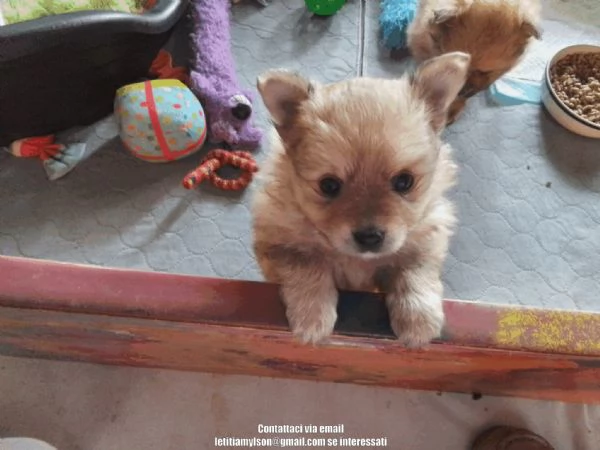 2Cuccioli di Pomerania con la faccia da teddy