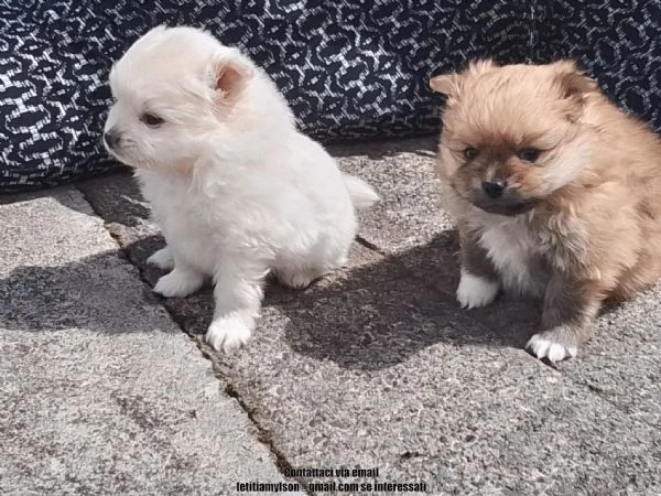 2 splendidi cuccioli di Pomerania 1 maschio 1 femmina