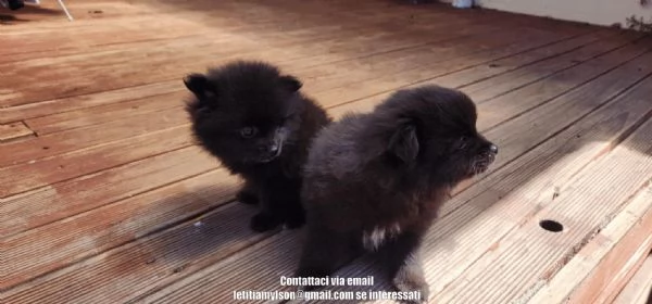 Splendidi cuccioli di Pomerania