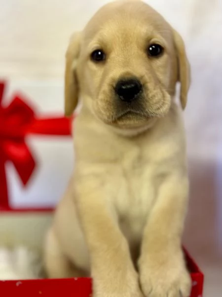 LABRADOR RETRIEVER CON PEDIGREE ENCI