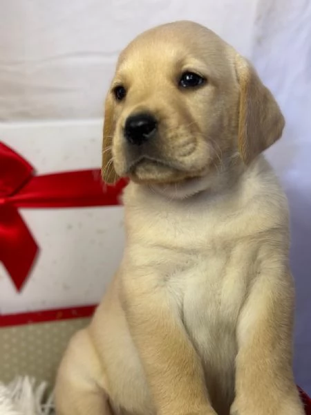 LABRADOR RETRIEVER CON PEDIGREE ENCI | Foto 6