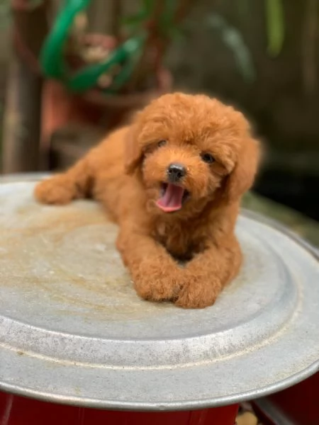 Cucciolate di barboncino toy