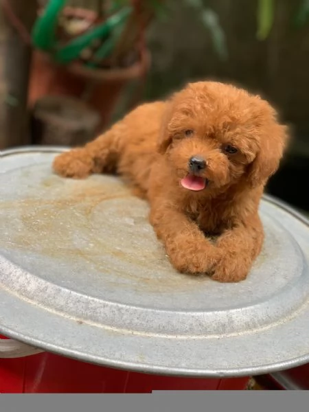 Cucciolate di barboncino toy | Foto 0