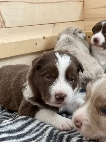 Cuccioli di Border collie 