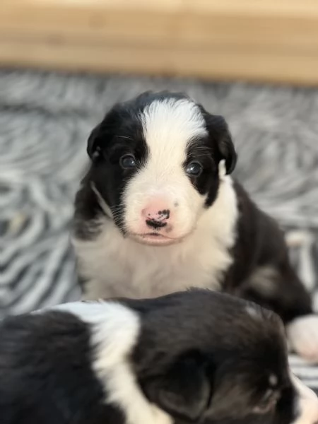 Cuccioli di Border collie  | Foto 4