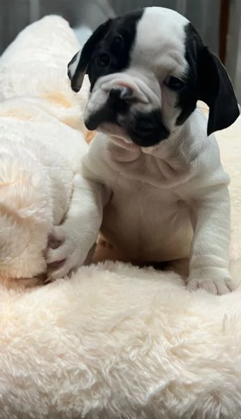 Cuccioli di bulldog francese  | Foto 5