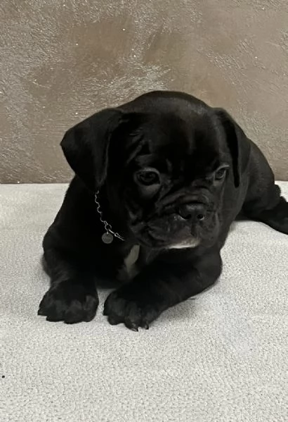 Cuccioli di bulldog francese  | Foto 4