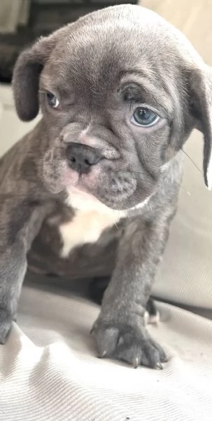 Cuccioli di bulldog francese  | Foto 3