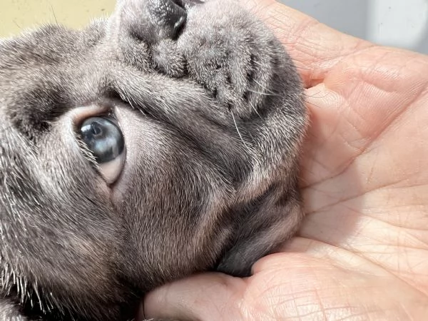 Cuccioli di bulldog francese  | Foto 2