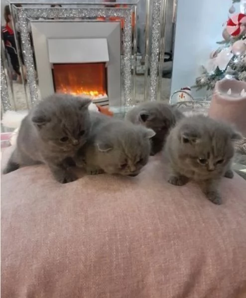 bellissimi gatti  puro Blue British Shorthair