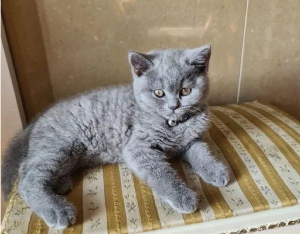 bellissimi gatti  puro Blue British Shorthair