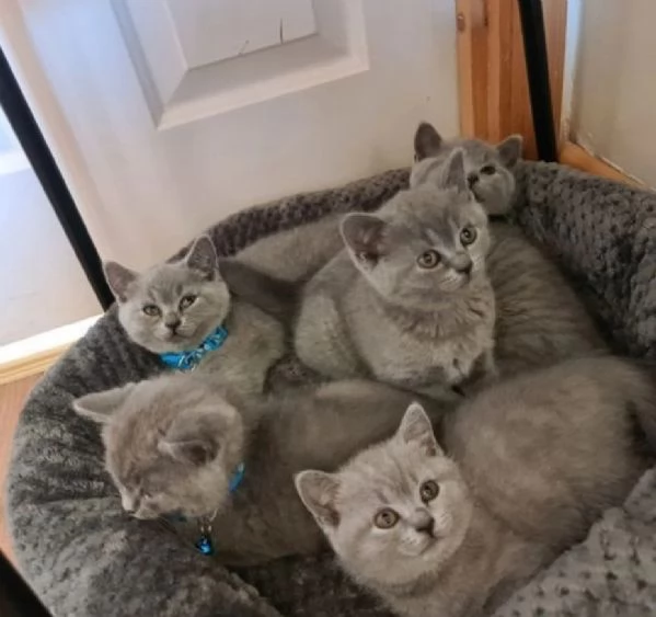 bellissimi gatti  puro Blue British Shorthair