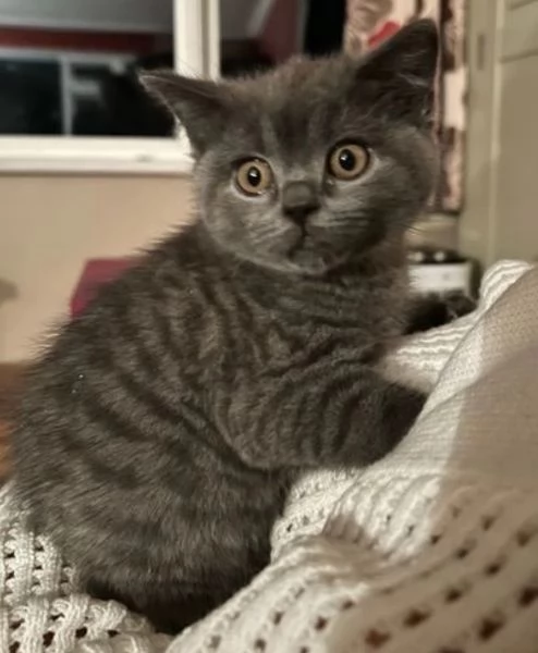 bellissimi gatti  puro Blue British Shorthair | Foto 0