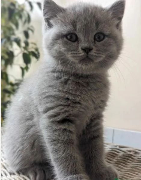 bellissimi gatti  puro Blue British Shorthair | Foto 1