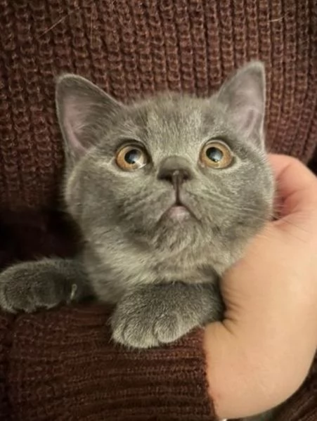 bellissimi gatti  puro Blue British Shorthair