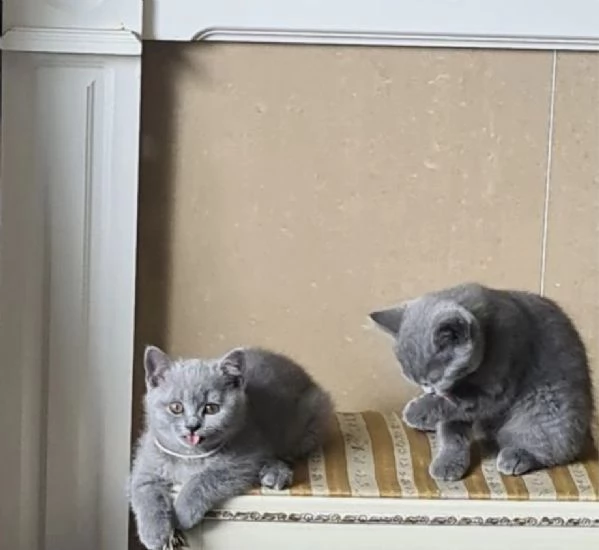 bellissimi gatti  puro Blue British Shorthair