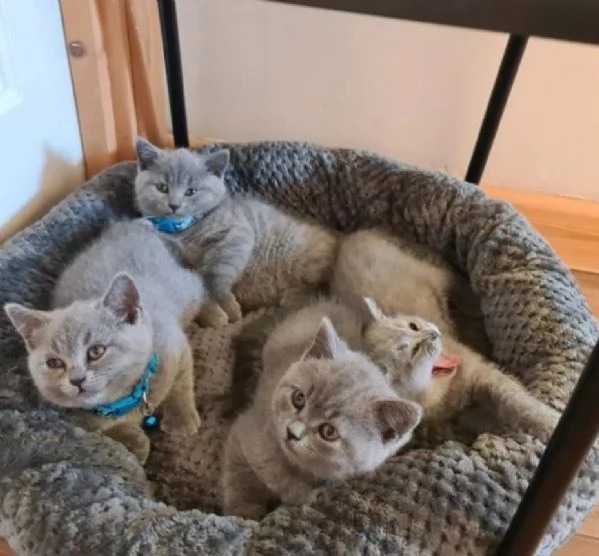 bellissimi gatti  puro Blue British Shorthair | Foto 0