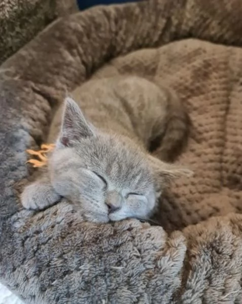 bellissimi gatti  puro Blue British Shorthair