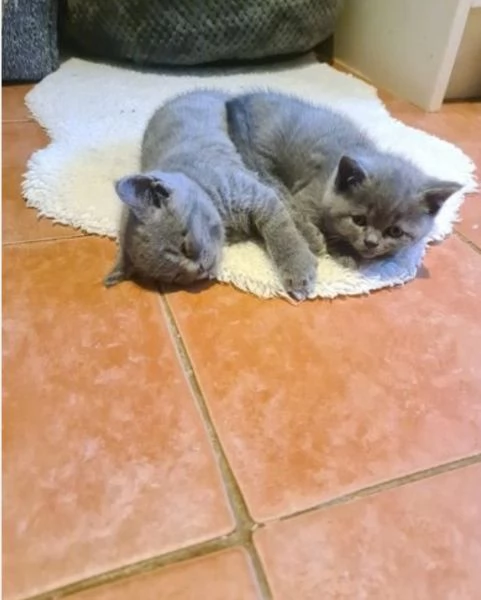 bellissimi gatti  puro Blue British Shorthair