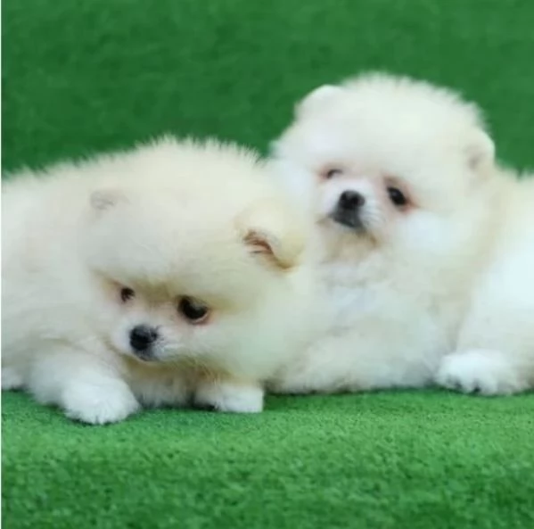 bellissimi cuccioli di pomerania