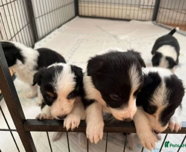  disponibili cuccioli di border collie femmine e maschi bianchi e neri 