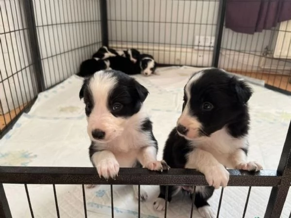  disponibili cuccioli di border collie femmine e maschi bianchi e neri  | Foto 1