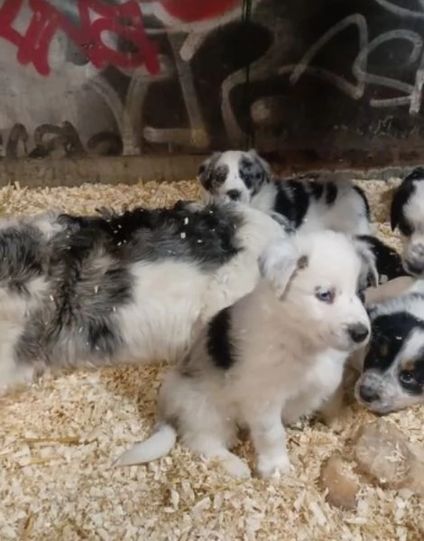  disponibili cuccioli di border collie femmine e maschi bianchi e neri  | Foto 5