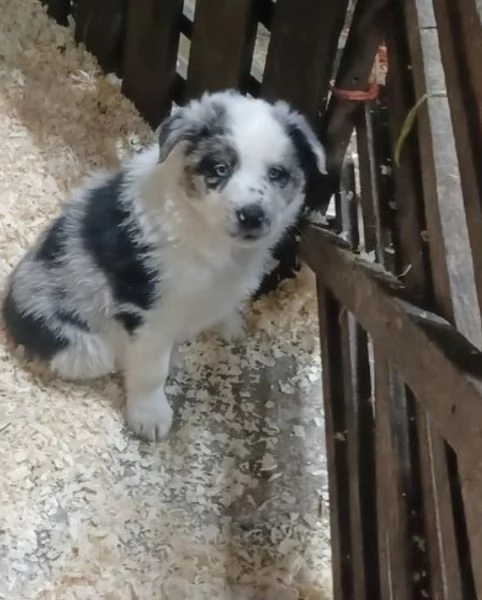  disponibili cuccioli di border collie femmine e maschi bianchi e neri  | Foto 4