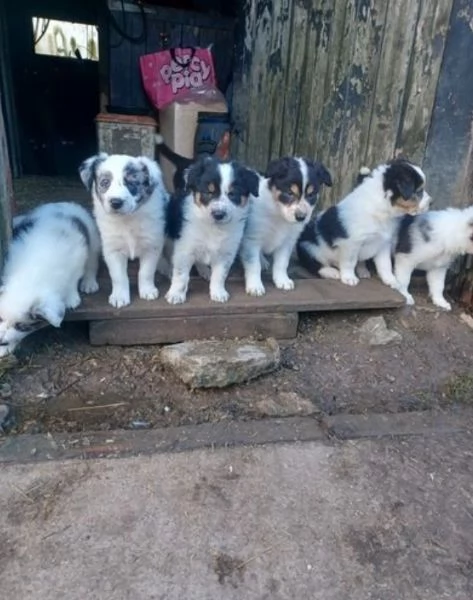  disponibili cuccioli di border collie femmine e maschi bianchi e neri  | Foto 3