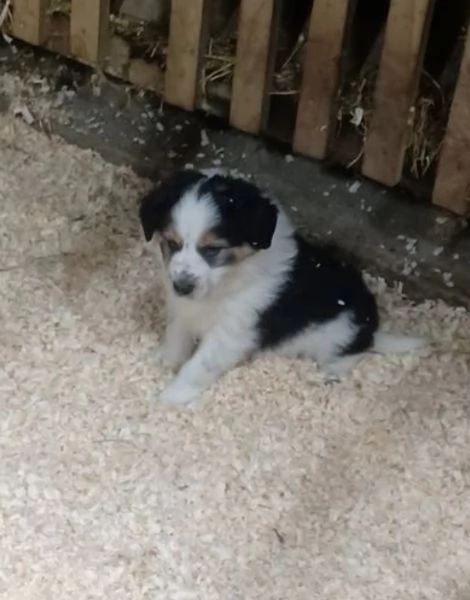  disponibili cuccioli di border collie femmine e maschi bianchi e neri  | Foto 2