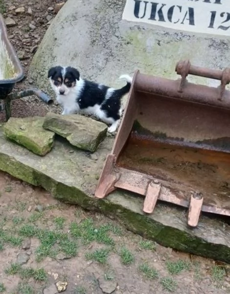  disponibili cuccioli di border collie femmine e maschi bianchi e neri 