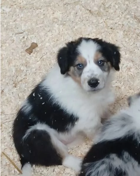  disponibili cuccioli di border collie femmine e maschi bianchi e neri  | Foto 1