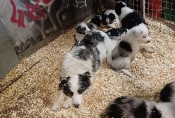  disponibili cuccioli di border collie femmine e maschi bianchi e neri  | Foto 0