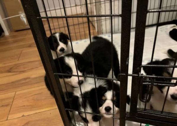 Cuccioli di Border Collie pronti per ladozione