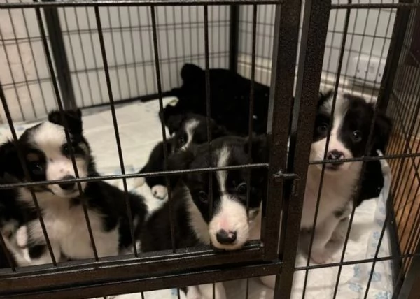 Cuccioli di Border Collie pronti per ladozione | Foto 0