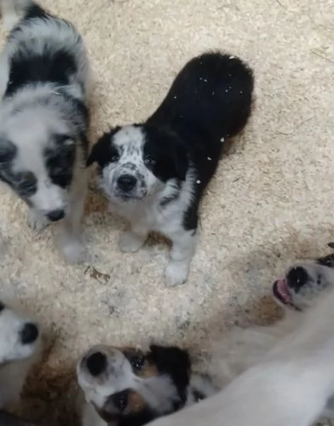 3 Border Collie pronti per ladozione | Foto 2