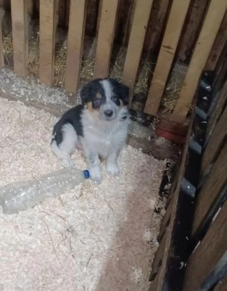 3 Border Collie pronti per ladozione