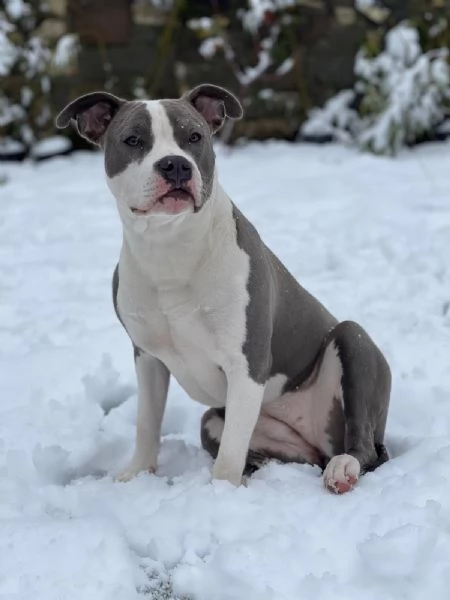 Cuccioli di Amstaff blue