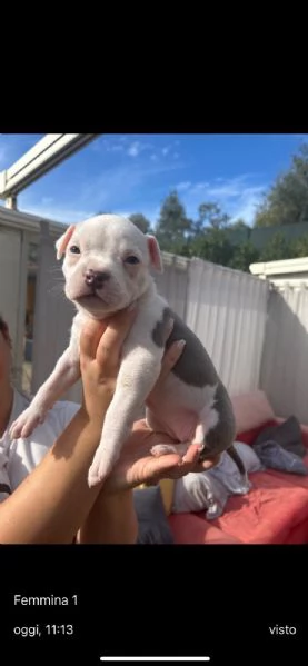 Cuccioli di Amstaff blue | Foto 6