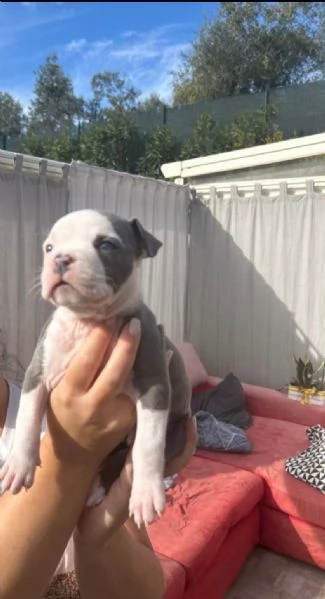 Cuccioli di Amstaff blue | Foto 4