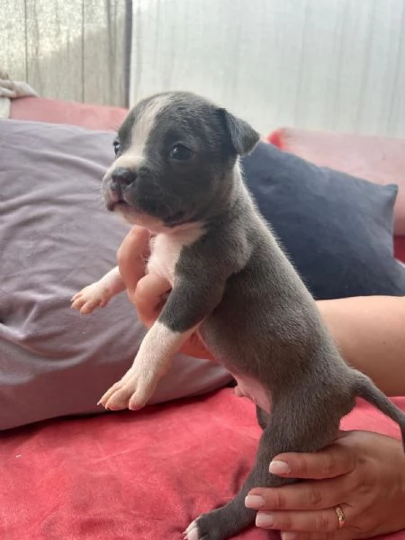 Cuccioli di Amstaff blue | Foto 0