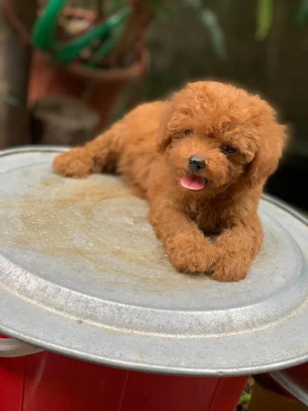 Cuccioli di BARBONCINI TOY