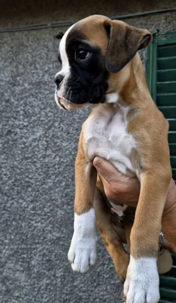 Cucciolata stupenda di boxer | Foto 2