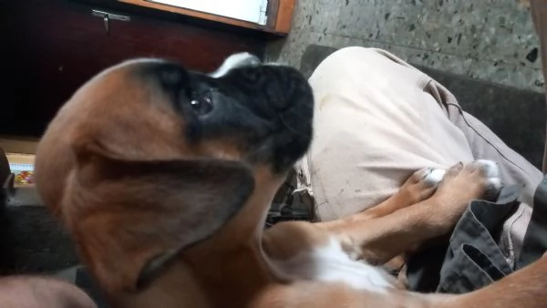 Cucciolata stupenda di boxer | Foto 1